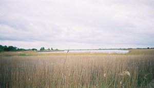 Broadland reedbed