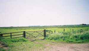 Buckenham marshes