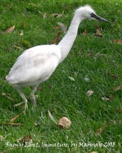 Snowy Egret, Immature