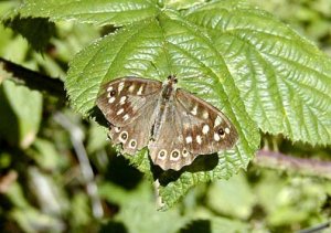 Speckled Wood