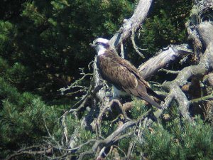 Male Osprey