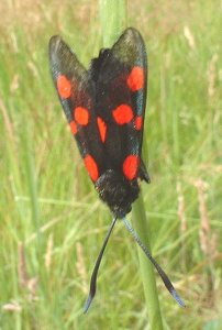 Is this a 6-spot burnet?