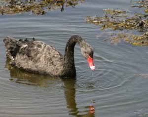 Unringed wild Australian Black Swan