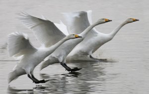 Whooper Swans photo finish