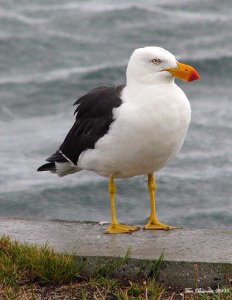 Pacific Gull