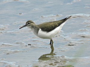 Common Sandpiper