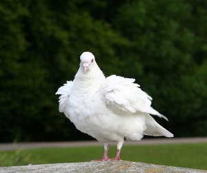 All Fluffed Up