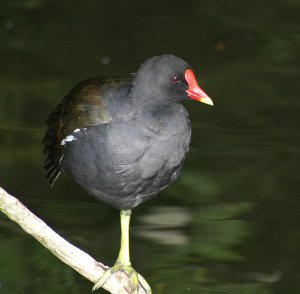 Moorhen