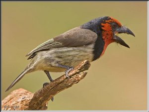 Black-collared Barbet