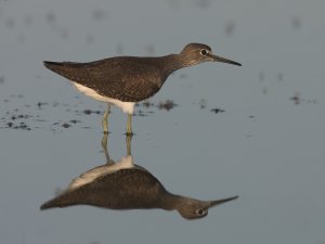 Green Sandpiper