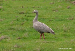 Cape Barren Goose