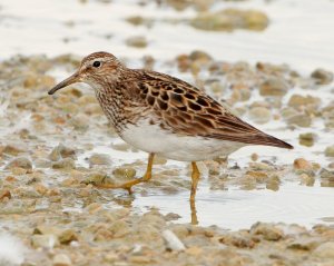 Pectoral Sandpiper