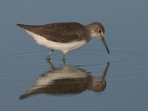 Green Sandpiper