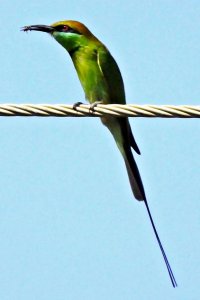 Green Bee-eater With A Bee