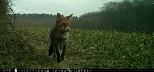 Limping Fox