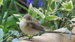 Chiffchaff