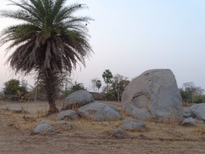 Rock and palm tree