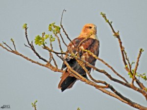 Brahmini Kite, Juvenile