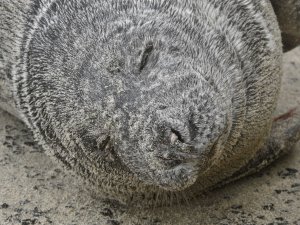 Seal close up