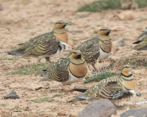 Pin-tailed Sandgrouse