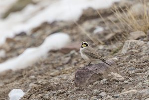 Atlas Horned Lark