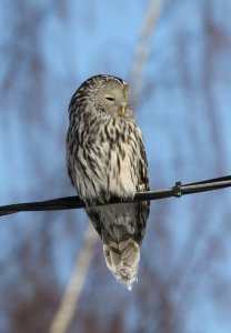 Ural Owl