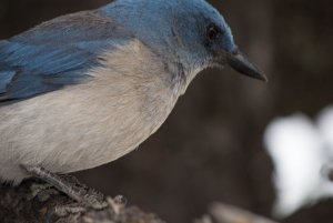 Mexican jay- LIFER!