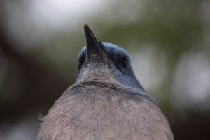 Mexican jay- LIFER!