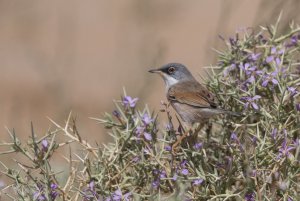 Spectacled warbler