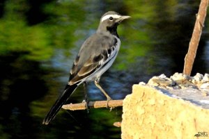 White Browed Wagtail