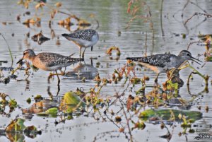 Wood Sandpipers