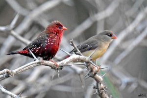 Red Avadavat Pair