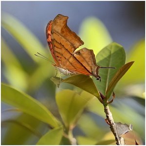 Ruddy Daggerwing