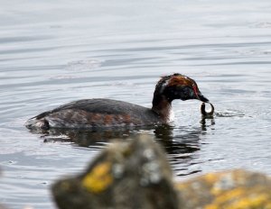 Slavonian Grebe at Hogganfield Loch