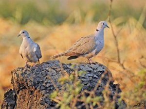 Collared Doves