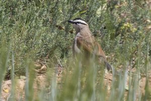 Black-crowned Tchagra #3