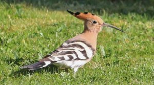 Hoopoe