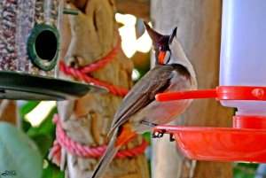 Thirsty Bulbul