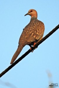 Spotted Dove