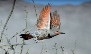 Red-shafted northern flicker