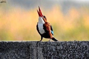 White-breasted Kingfisher