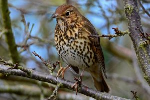 Song Thrush.