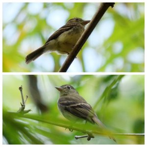 Eulers Flycatchers