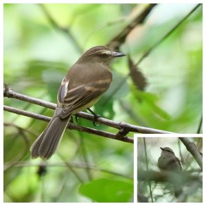 Fuscous Flycatcher