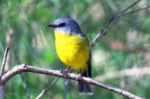 eastern yellow robin (front)