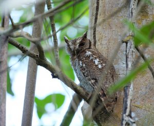 Tropical Screech Owl