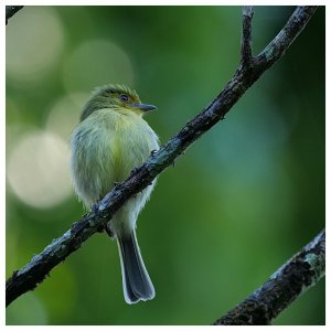 Ochre-lored Flatbill