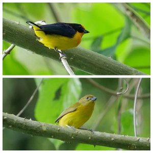 Violaceous Euphonias (Male and Female)