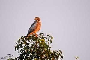 White-eyed Buzzard