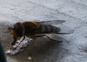 Hoverfly Syrphus ribesii - male eating (sucking)